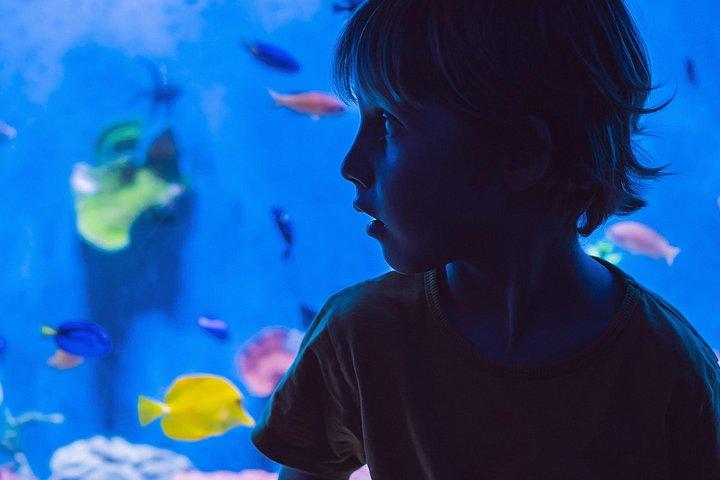 ブルジュ・ハリファとドバイ・モール水族館のチケット（送迎付き）