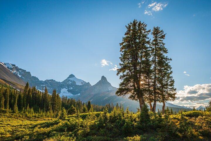 Icefields Parkway Small Group Tour com Lago Peyto e Almoço