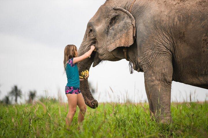 Elephant Jungle Sanctuary: Half Day Morning Program