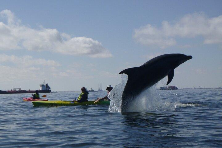 Pelican Point Kayaking Halvdagstur