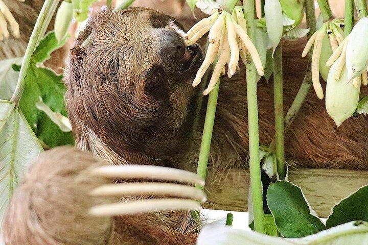 Roatan Mayan Jungle VIP Tour