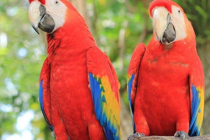Roatan Mayan Jungle VIP Tour