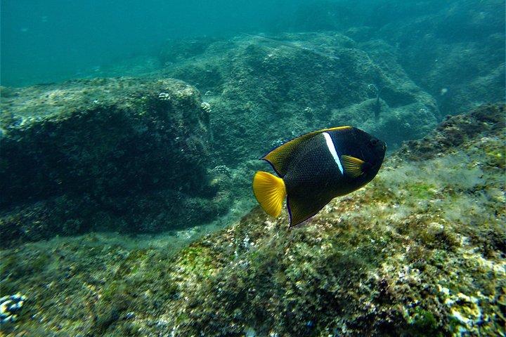 カボでシュノーケリングとアーチへのボート乗り
