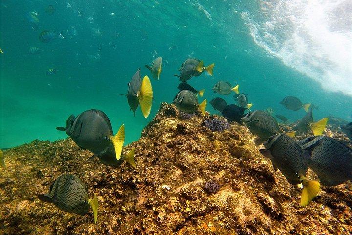カボでシュノーケリングとアーチへのボート乗り