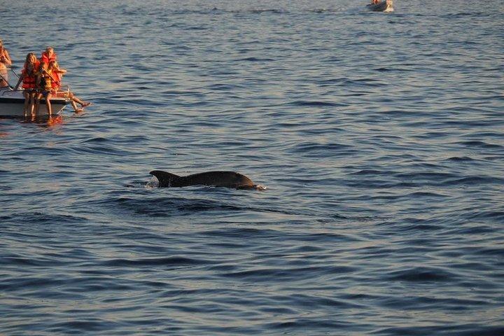 Dolphin Watching Boat Trip around Vrsar