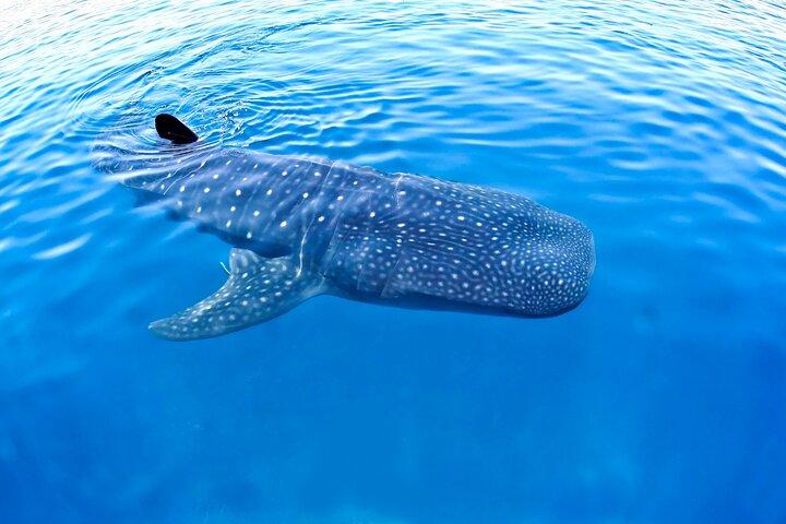Experiencia con Tiburón Ballena Recuerdo de por vida en Cancún (refrigerio incluido)