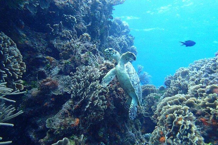 Cozumel Cielo Snorkel Adventure de Cancun e Rivera Maya