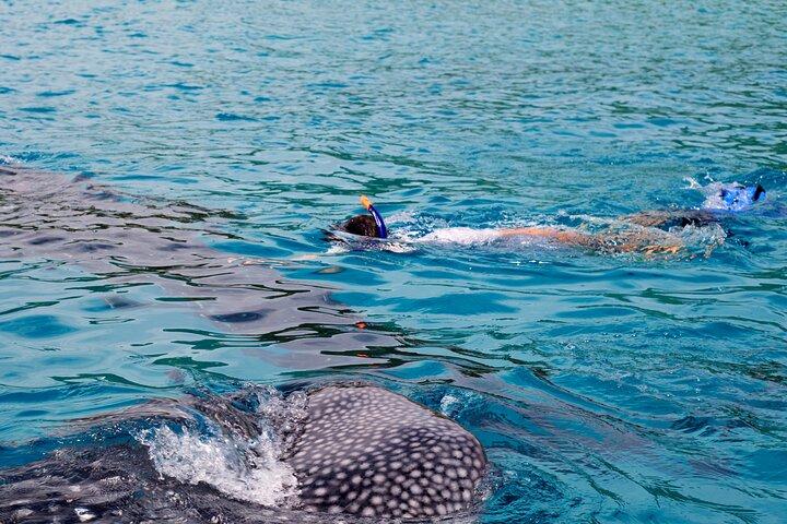 Nagez avec des requins baleines à Cancún