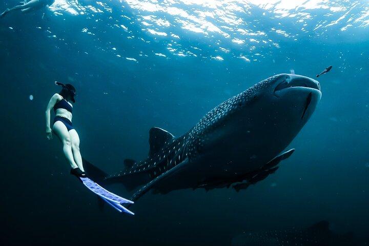 Whale Shark Snorkel Experience in Cancun en bezoek 2 eilanden