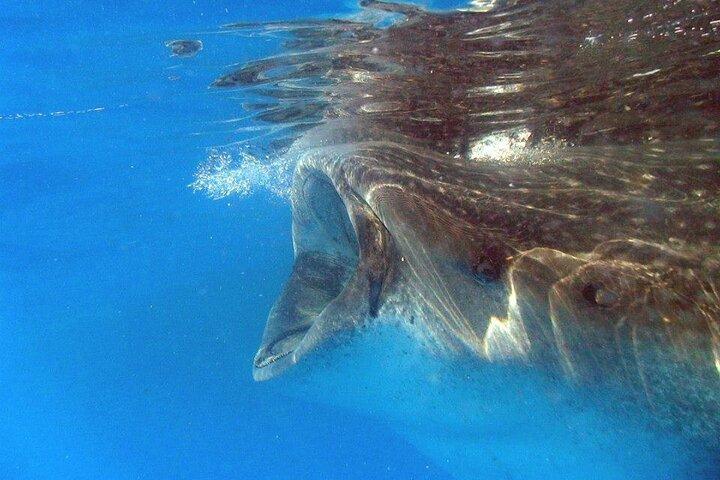 カンクンから出発するジンベエザメとの冒険とシュノーケリング