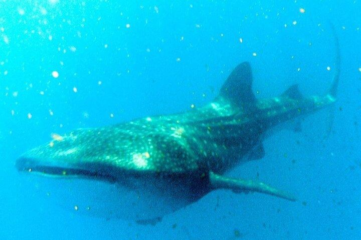 カンクンから出発するジンベエザメとの冒険とシュノーケリング