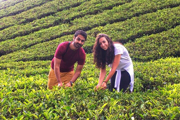 Cameron Highland Beste Tagestour von Ipoh mit Mittagessen (Tagesausflug)