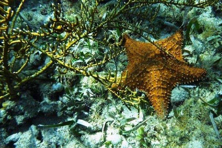 Roatan Snorkeling Tour