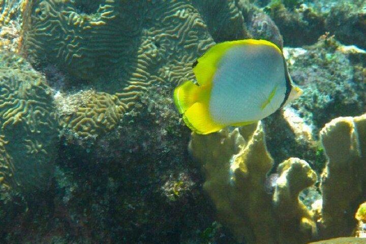 Roatan Snorkeling Tour