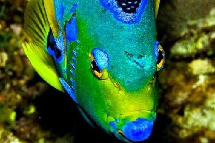 Roatan Snorkeling Tour