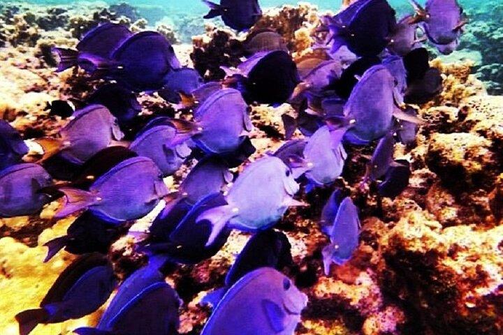 Roatan Snorkeling Tour