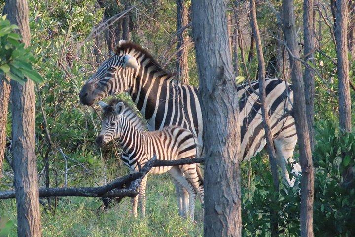 Kruger National Park - Privat heldagssafaritur.