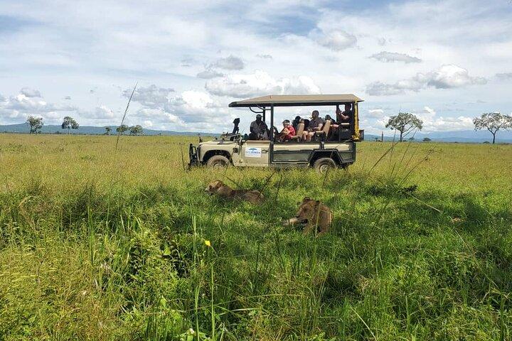 Ganztägige private Safari im Mikumi-Nationalpark mit Mittagessen