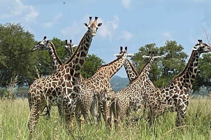Ganztägige private Safari im Mikumi-Nationalpark mit Mittagessen