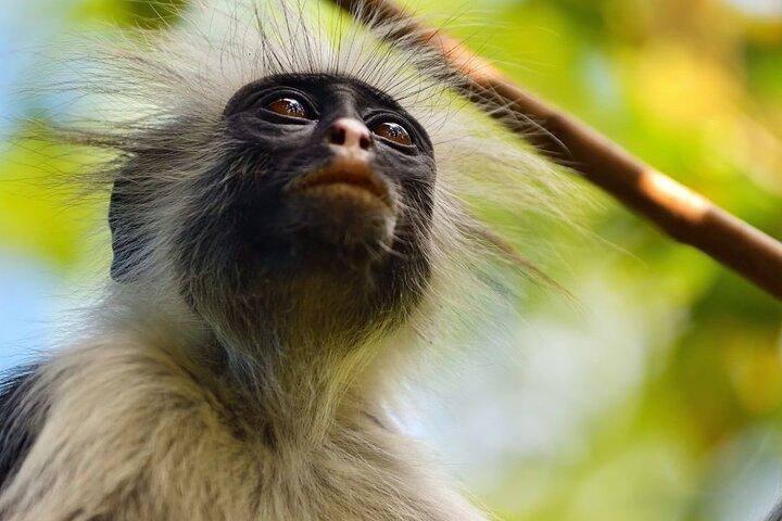 Jozani Forest; Dolfijnentour; Le Sant Tropez; Schildpaddentour; Kendwa