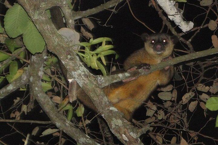 Escursione notturna nella foresta pluviale di Arenal con guida naturalistica a La Fortuna