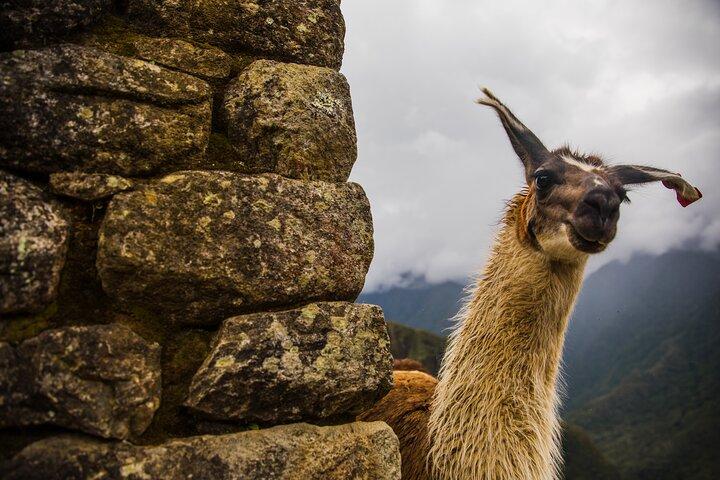 Machu Picchu Tour de dia inteiro de trem de Cusco