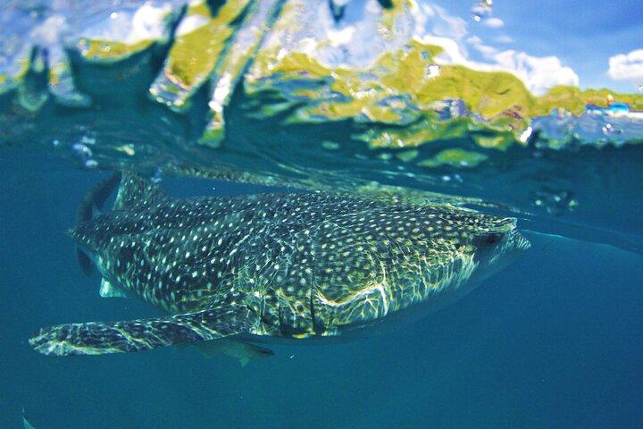 Heldags Shark Watching och Canyoneering i Cebu