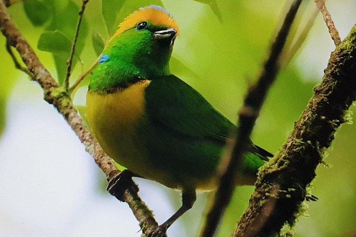 Excursion d’observation des oiseaux à Monteverde
