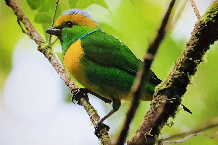 Excursion d’observation des oiseaux à Monteverde