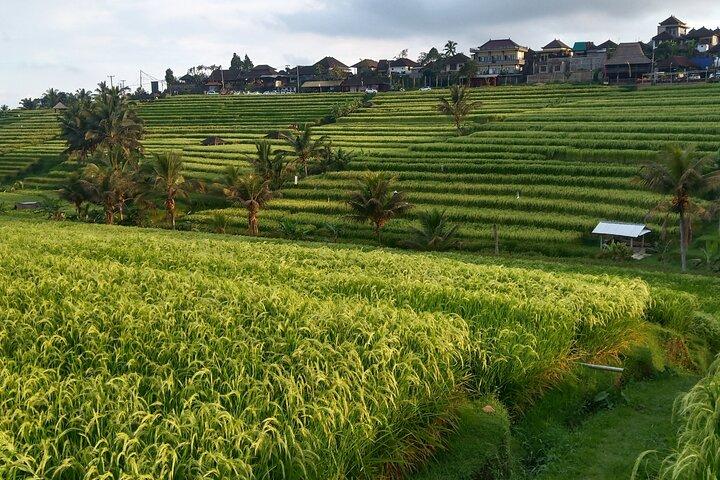 Bali : カスタマイズされた往復2日間ノースミドルバリ