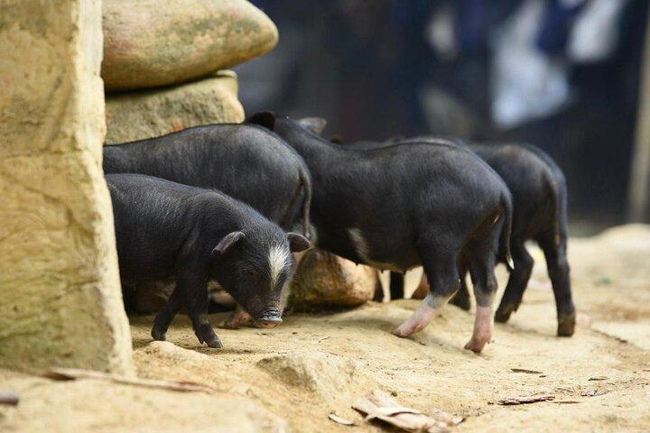 サパ 2 泊 2 日トレッキング ツアー - バスとバンガローで 1 泊