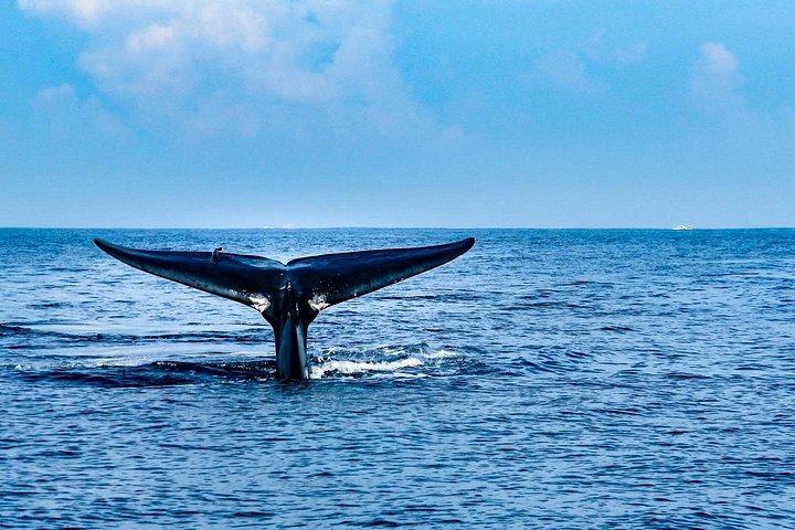 Whale & Dolphin Watching Trincomalee