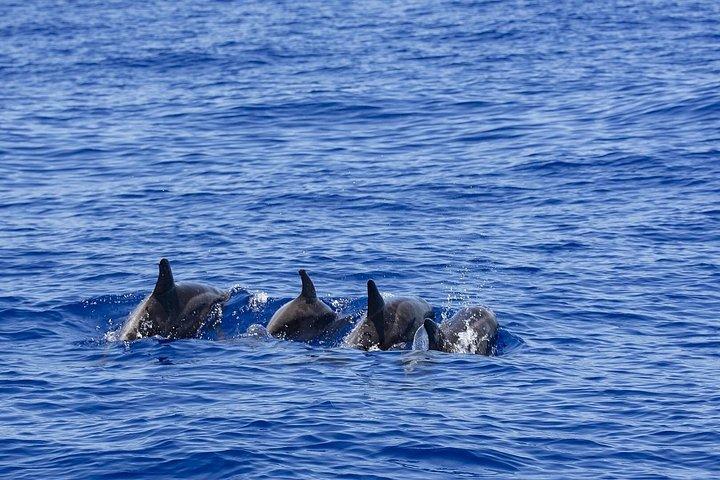 Whale & Dolphin Watching Trincomalee
