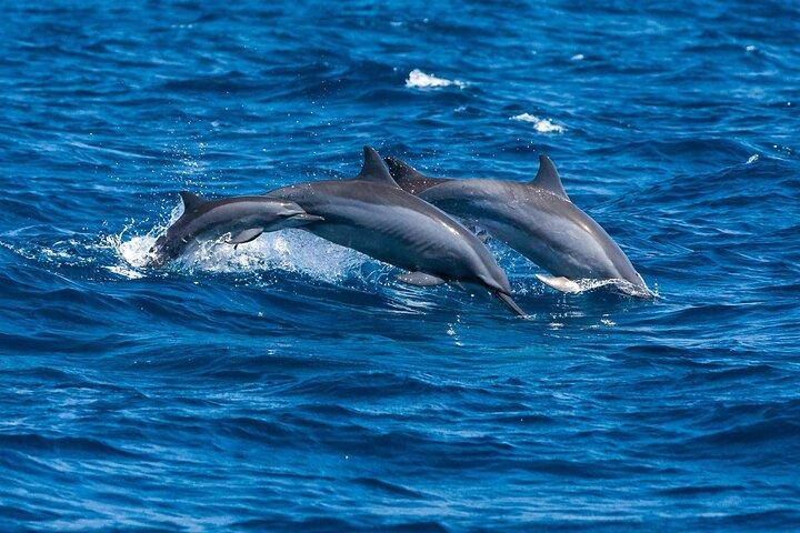 Whale & Dolphin Watching Trincomalee