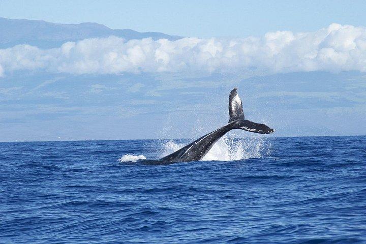 Whale & Dolphin Watching Trincomalee