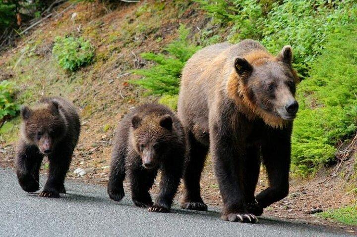 リベアティ・ベア・サンクチュアリ・ザルネシュティ最大のヒグマ保護区