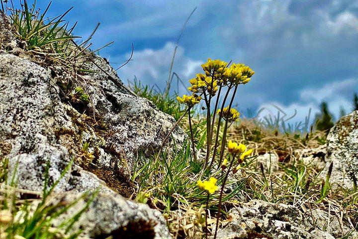 Rambling in Transylvania