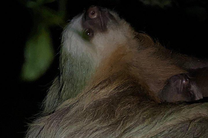 モンテベルデの雲霧林ナイトウォーク -Monteverde Wild-