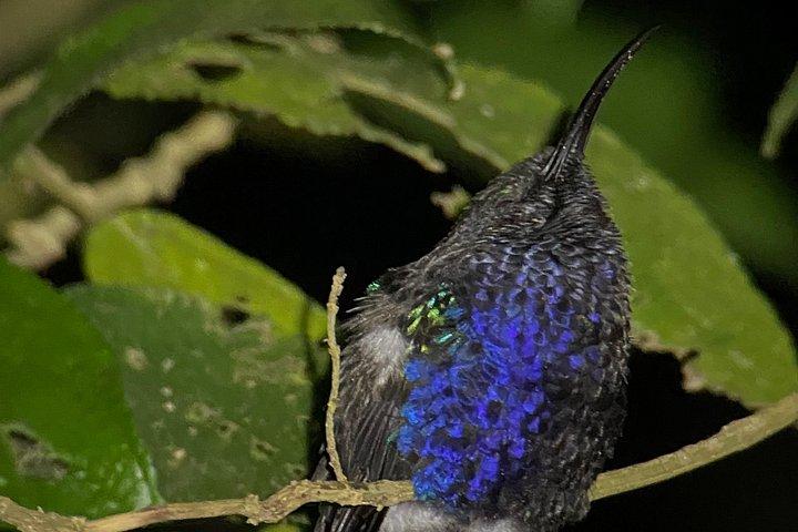 モンテベルデの雲霧林ナイトウォーク -Monteverde Wild-