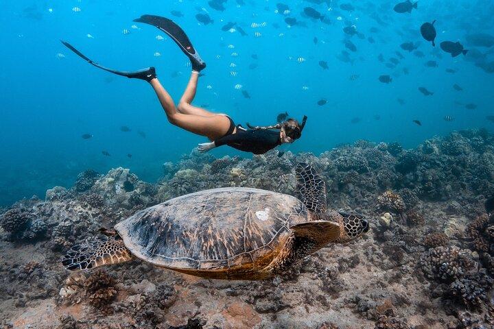 Snorkel no Turtle Canyon: Passeio de barco semiprivado