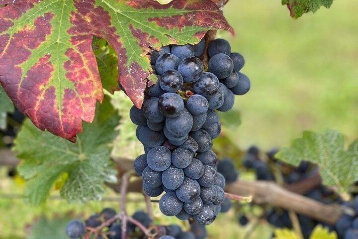 Abholung durch englischsprachige Loire Winery Tours in Amboise oder Tours