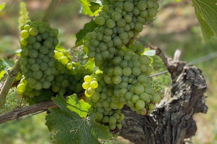 Abholung durch englischsprachige Loire Winery Tours in Amboise oder Tours