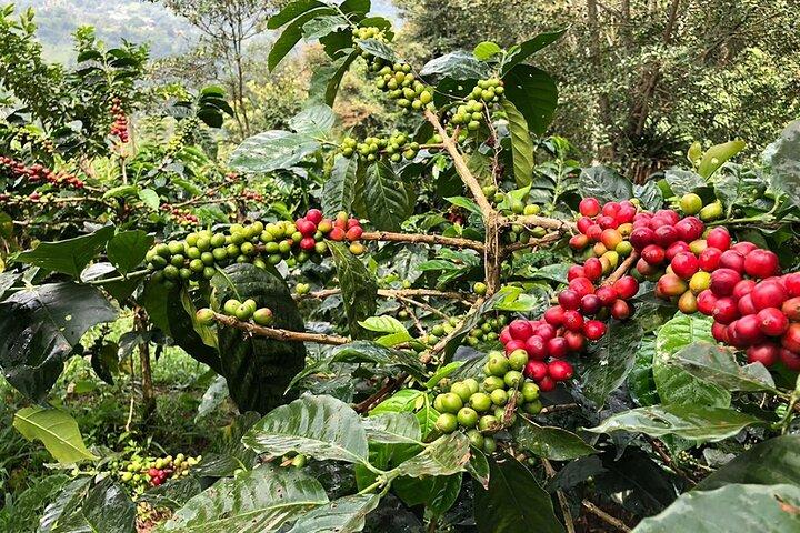 Coffee Farm e tour a piedi del Salento