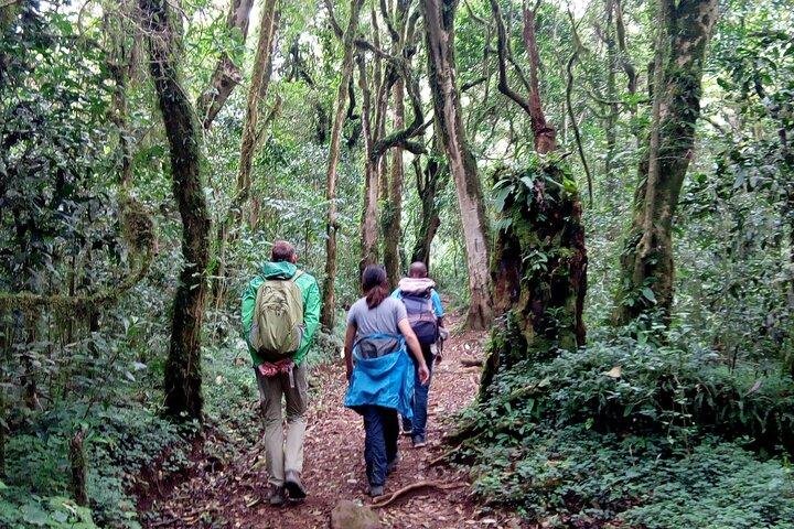 Kilimanjaro 1-daagse wandeling