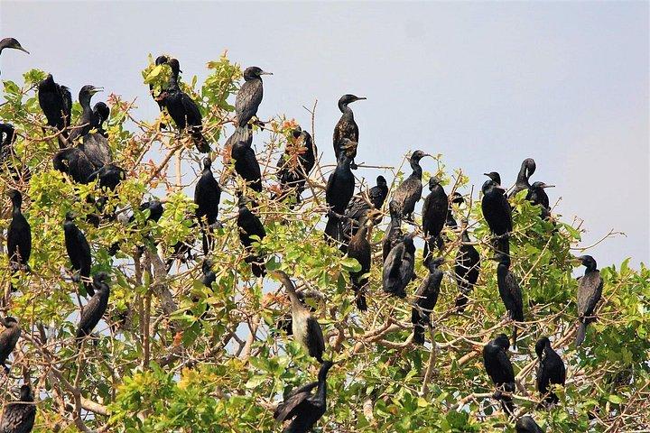 プレク・トアル鳥類保護区と浮き島プライベート日帰りツアー