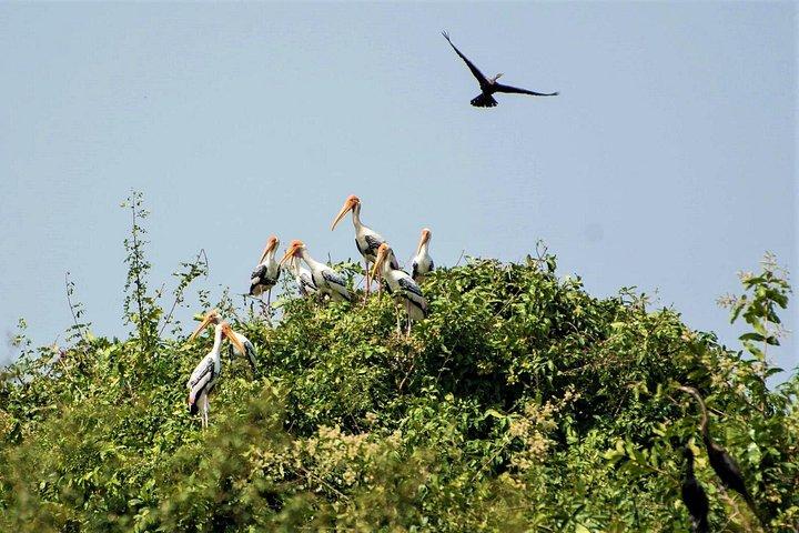 プレク・トアル鳥類保護区と浮き島プライベート日帰りツアー