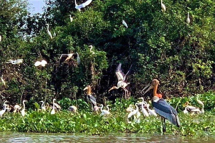 プレク・トアル鳥類保護区と浮き島プライベート日帰りツアー