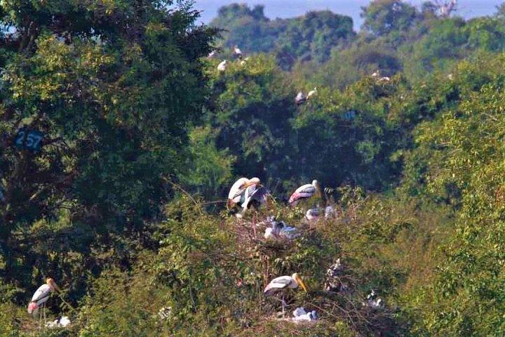 プレク・トアル鳥類保護区と浮き島プライベート日帰りツアー