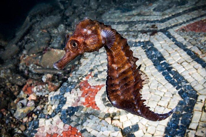 ナポリからバイアでスキューバダイビングと水中ローマ遺跡に挑戦