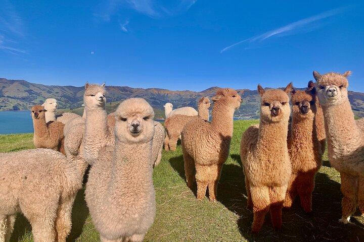 Visites de la ferme d'alpaga de Shamarra